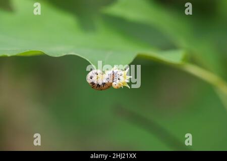 Gefleckte Sägefliegenlarven, die sich auf einem roten Eichenbuschblatt ernähren. Stockfoto