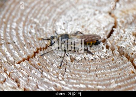 Eine gelbe Raubfliege, Laphria flava, auf einem hölzernen Hintergrund. Stockfoto