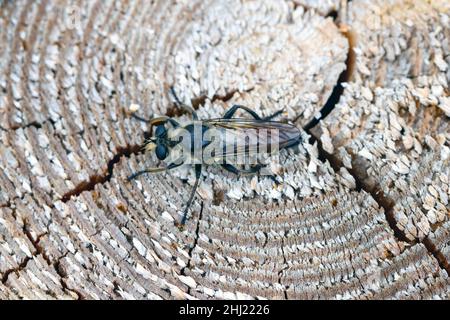 Eine gelbe Raubfliege, Laphria flava, auf einem hölzernen Hintergrund. Stockfoto