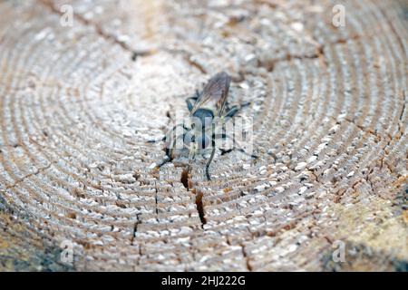 Eine gelbe Raubfliege, Laphria flava, auf einem hölzernen Hintergrund. Stockfoto