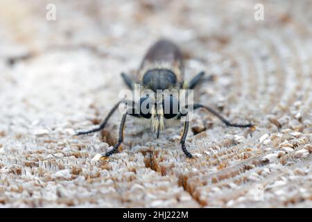 Eine gelbe Raubfliege, Laphria flava, auf einem hölzernen Hintergrund. Stockfoto