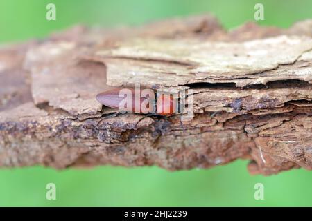 Die Nahaufnahme des Elater ferrugineus, der rostige Klickkäfer auf einer Eiche Stockfoto