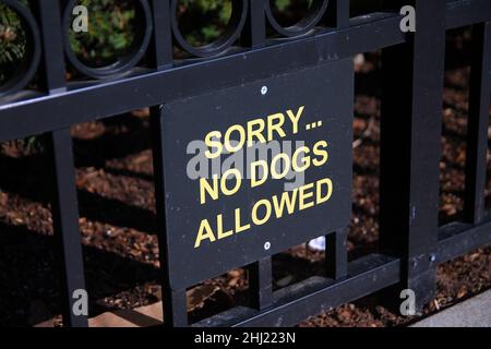 Sorry... an einem sonnigen Tag sind keine Hunde erlaubt, schwarze und gelbe Schilder an einem Gartenzaun Stockfoto