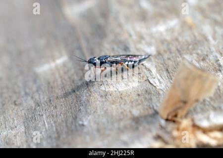 Ein Weibchen der Schwarzhalswespe auf einem Holzbalken (Xiphydria camelus, Familie Xiphydriidae). Stockfoto