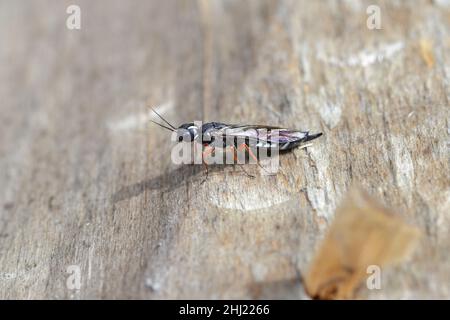 Ein Weibchen der Schwarzhalswespe auf einem Holzbalken (Xiphydria camelus, Familie Xiphydriidae). Stockfoto