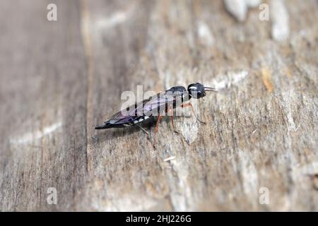 Ein Weibchen der Schwarzhalswespe auf einem Holzbalken (Xiphydria camelus, Familie Xiphydriidae). Stockfoto