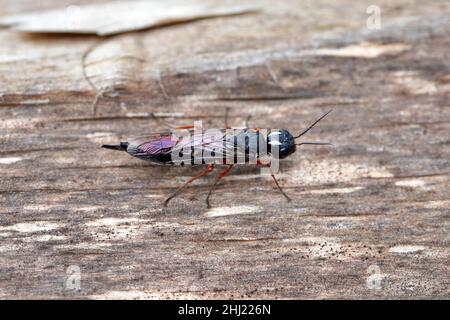 Ein Weibchen der Schwarzhalswespe auf einem Holzbalken (Xiphydria camelus, Familie Xiphydriidae). Stockfoto