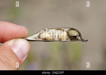 Krankheit - graue Schimmelfäule verursacht durch Botrytis fuckeliana, Cinerea auf breiten Bohnenschoten. Stockfoto