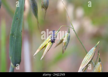 Marienkäfer mit sieben Flecken - Larve, coccinella septempunctata. Es ist ein häufiges Raubtier, das nach Pflanzenschädlingen jagt. Insekt auf Hafer. Stockfoto