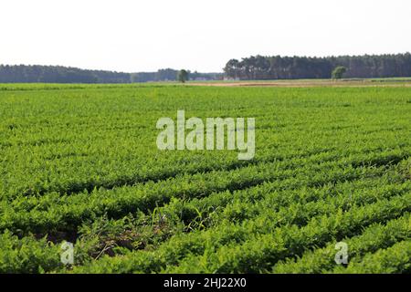 Karotten, die in den Beeten auf dem Bauernfeld wachsen, Karotten, die über dem Schimmel herausragen, Gemüse, das in Reihen gepflanzt wird. Ökologische Landwirtschaft, Landwirtschaft concep Stockfoto