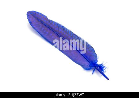 Blau flauschige Feder isoliert auf dem Weiß Stockfoto