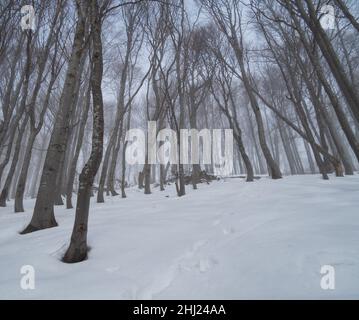 Nationalpark Bieszczady im Winter. Schneebedeckte Pisten von Polonina Wetlińska. Zuwanderweg von Przełęcz Wyżniańska Stockfoto