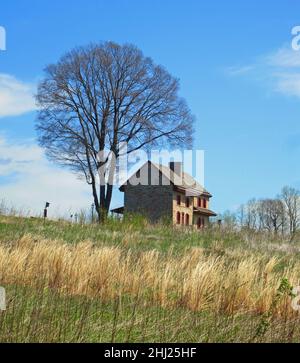 Verlassen Sie Steinhaus auf einem Hügel, mit einem großen Baron Baum, Weizenfeld & blauen Himmel. Stockfoto