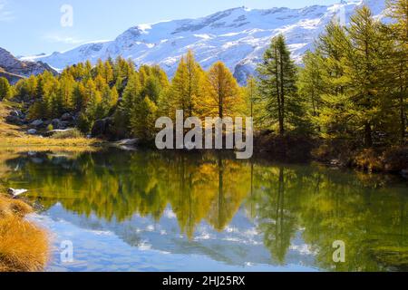 Bunte Bäume im Herbst am Grindjisee See, Zermatt mit Alpen-Schneebergen im Hintergrund, Schweiz Stockfoto