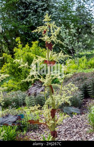 Rheum palmatum var Tanguticum eine im späten Frühling Sommer blühende Pflanze mit einer dunkelrosa Sommerblüte, Stockfoto Stockfoto