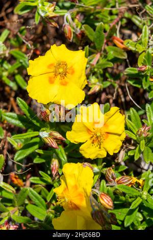 Helianthemum 'Ben Fhada' eine im Sommer blühende immergrüne kleine Strauchpflanze mit einer gelb orangefarbenen Sommerblüte, die allgemein als Steinrose bekannt ist, Stock ph Stockfoto