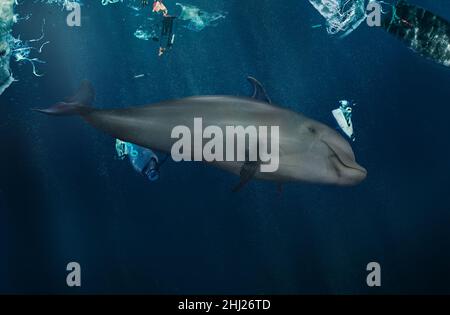 Delfin unter Wasser spielt mit Plastik im Meer. Plastikverschmutzung durch Meerestiere. Meeresschutt. Stockfoto