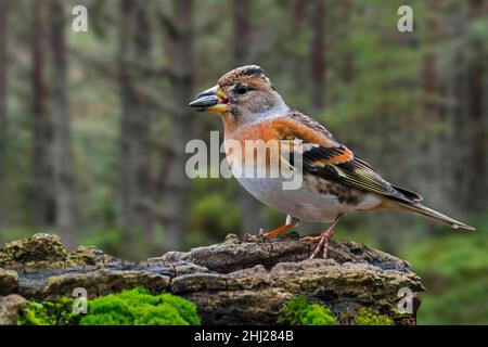 Brambling (Fringilla montifringilla) im Winter auf Baumstumpf im Nadelwald Stockfoto