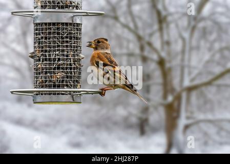 Brambling (Fringilla montifringilla), der im Winter Sonnenblumenkerne aus dem Vogelfutterhäuschen / Vogelfutterhäuschen frisst Stockfoto