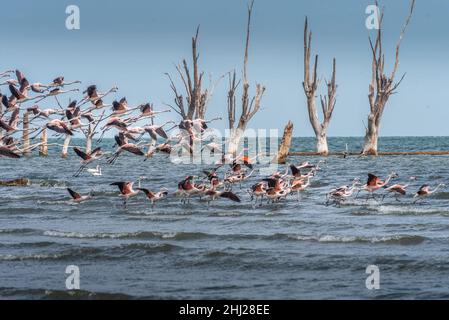 Flug einer großen Herde von Andenflamingos, Phoenicoparrus andinus, aus dem Ansenuza-Meer, Cordoba, Argentinien. Stockfoto