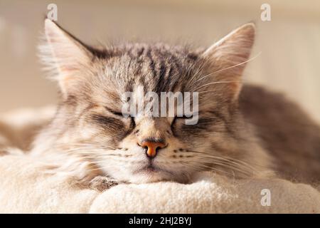Entzückende Silberkatze der sibirischen Rasse auf einem Kissen Stockfoto