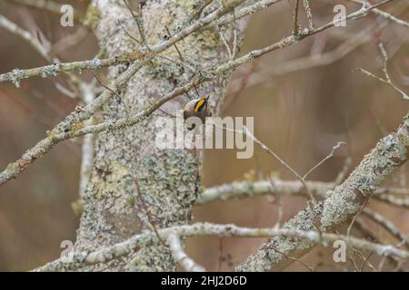 Ein Königssattel mit einem gelben Fleck auf seinem Kopf, der kopfüber nach unten hängt und sich im Winter an einem mit Flechten bedeckten Ast in den Feuchtgebieten hält Stockfoto