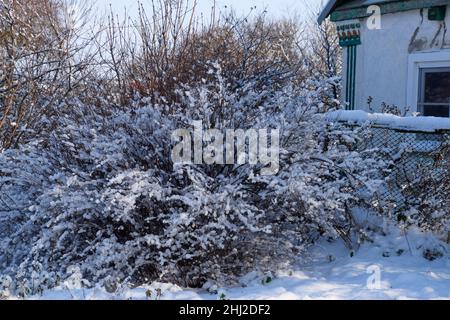 Üppiger Strauch, dessen Äste im Schnee liegen. Winter im Garten. Stockfoto