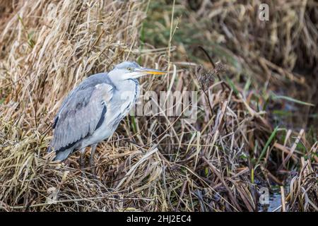 Nahaufnahme des Blaureihers, Ardea cinerea, zwischen braunen, verwelkten und asparianischen Pflanzen am Ufer des Sumpfgrabens, die auf vorbeifahrende Beute warten Stockfoto