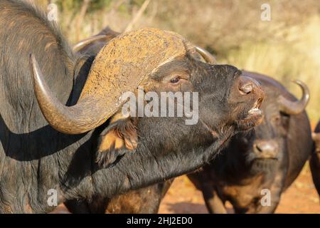 Buffalo Bull zeigt die Reaktion der Flehmen, Südafrika Stockfoto