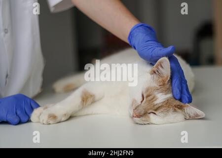 Nahaufnahme einer Tierärztin in blauen Schutzhandschuhen, die eine einreisende Katze streichelte. Katze besucht Tierarzt für regelmäßige Überprüfung. Stockfoto