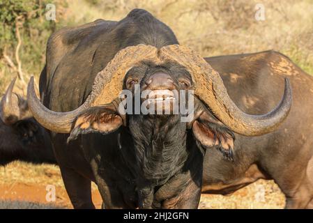 Buffalo Bull zeigt die Reaktion der Flehmen, Südafrika Stockfoto