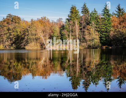 Belgische Waldlandschaft mit Spiegelung der Herbstbäume im Teich. Stockfoto