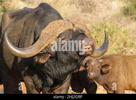 Buffalo Bull zeigt die Reaktion der Flehmen, Südafrika Stockfoto