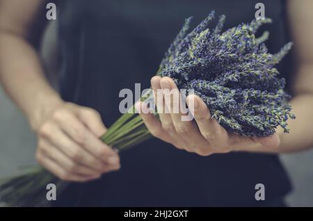 Bouquet von frischen Lavendelblüten in weiblichen Händen. Frau mit einem großen Strauß Lavendel in den Händen, Nahaufnahme Stockfoto