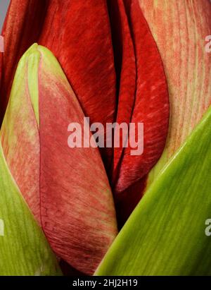 Nahaufnahme von ungeblasenen schönen Amaryllis Knospen, rot und grün Stockfoto