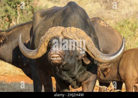 Buffalo Bull zeigt die Reaktion der Flehmen, Südafrika Stockfoto