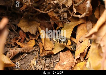 Grasschlange in trockenen Blättern. Natrix. Adder Head. Stockfoto