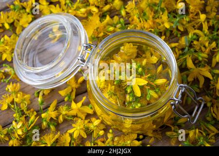 Zubereitung von Johanniskraut-Öl aus frisch blühender Hypericum perforatum-Pflanze (türkischer Name; sari kantaron yagi) Stockfoto