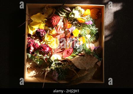 Trockene, bunte Blätter und Blumen, die von einem Sonnenstrahl beleuchtet werden. Blumen und Blätter befinden sich im Karton Stockfoto