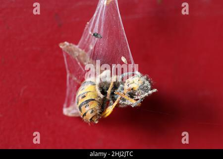 Eine tote Wespe hängt in einem Spinnennetz. Stockfoto