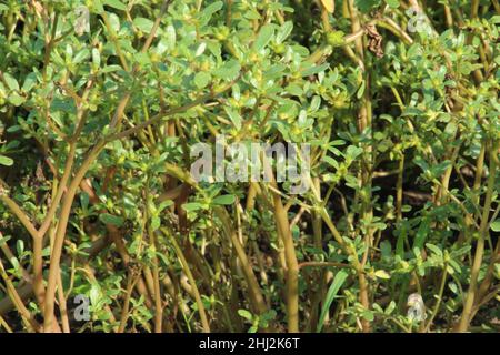 Feldunkraut gemeiner Purslan. Portulaca oleracea. Stockfoto