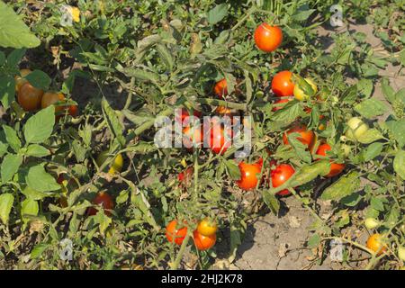 Kirschtomaten ernten. Tomaten auf einem Zweig. Stockfoto