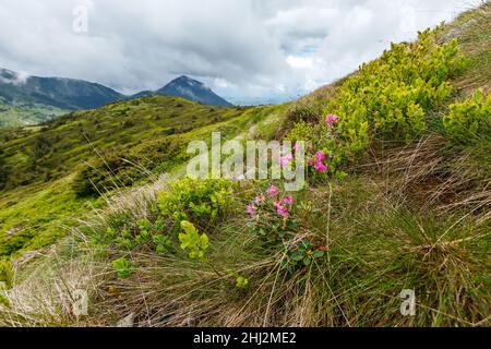 Rhododendronblüten blühen auf dem ukrainischen Gipfel Pip Ivan, der in der Bergregion Maramures liegt. Blühende Wildrhododendron-Wiese. Frühling in den Karpaten. Wilde Naturlandschaft. Stockfoto