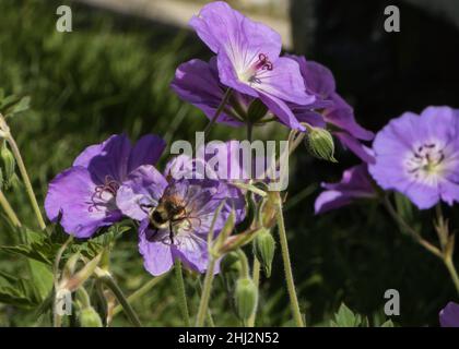 Hummel bestäubt eine violette Blume Stockfoto