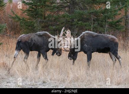 Stierelelgans (Alces alces) kämpfen während der Paarungssaison. Herbst im Grand Teton National Park, Wyoming, USA. Stockfoto