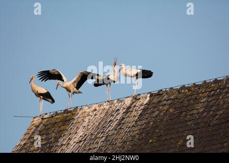 Weißstorch (Ciconia ciconia), Aggregation am Lagerplatz, Kirche, Departement Haut-Rhin, Elsass, Frankreich Stockfoto