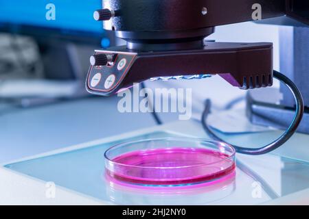 Ein modernes elektronisches Mikroskop zur Untersuchung von Proben in Petrischalen im biochemischen oder medizinischen Labor. Stockfoto