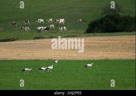 Weißstorch (Ciconia ciconia), auf der Wiese Futter, Herbstzug, Departement Haut-Rhin, Elsass, Frankreich Stockfoto