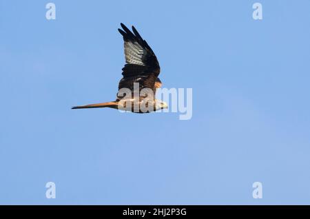 Roter Drachen (Milvus milvus), der im Moment des Flügelschlagens fliegt, Jura, Baselland, Schweiz Stockfoto