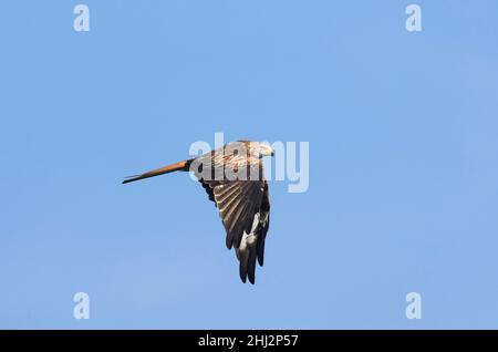 Roter Drachen (Milvus milvus), der zum Zeitpunkt des Flugs fliegt, Jura, Baselland, Schweiz Stockfoto